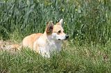 CORGI PEMBROKE 444